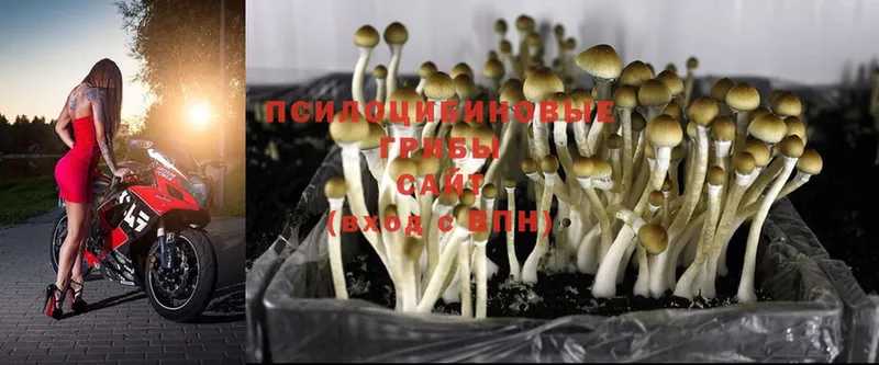 купить  цена  Выборг  Псилоцибиновые грибы Magic Shrooms 